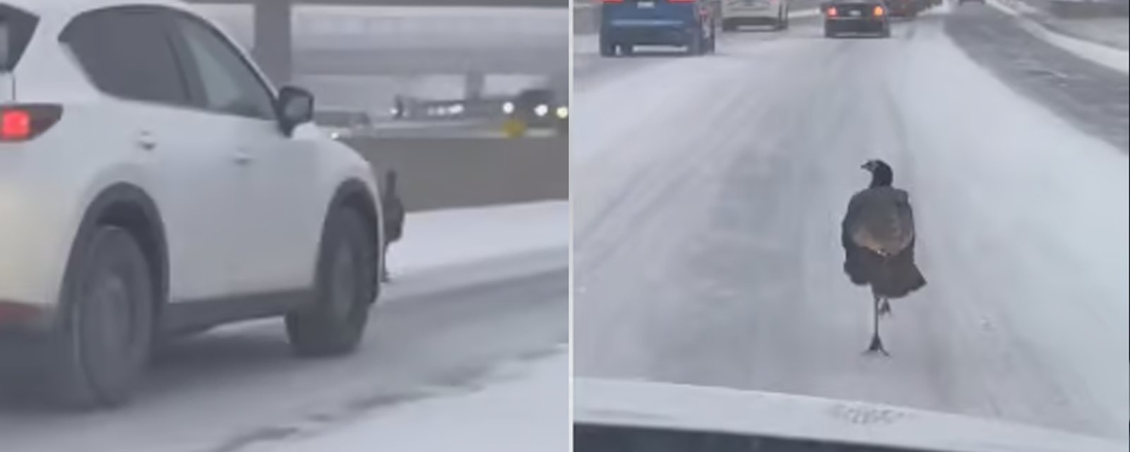 Une grosse dinde noire sème la zizanie sur l'autoroute.