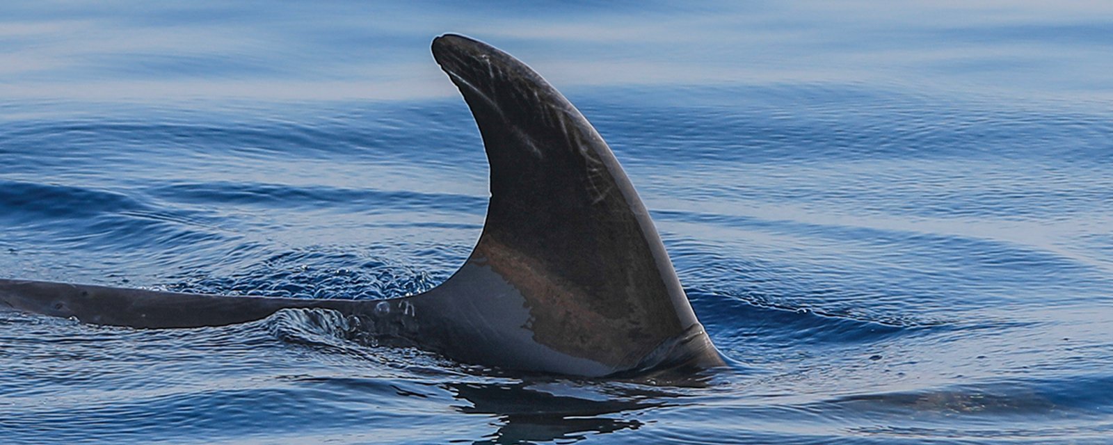 Une Québécoise perd ses deux mains après avoir été attaquée par un requin