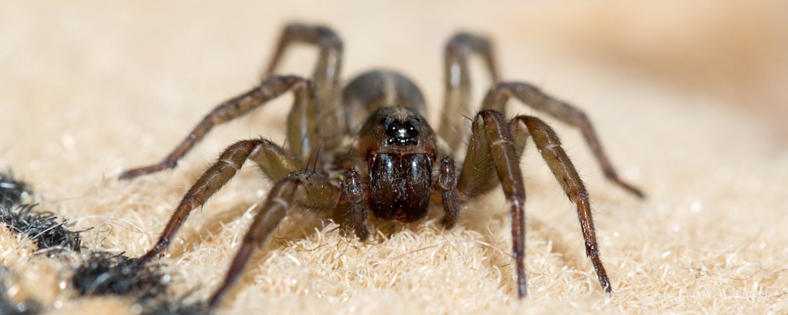 Comment éloigner les araignées de votre maison