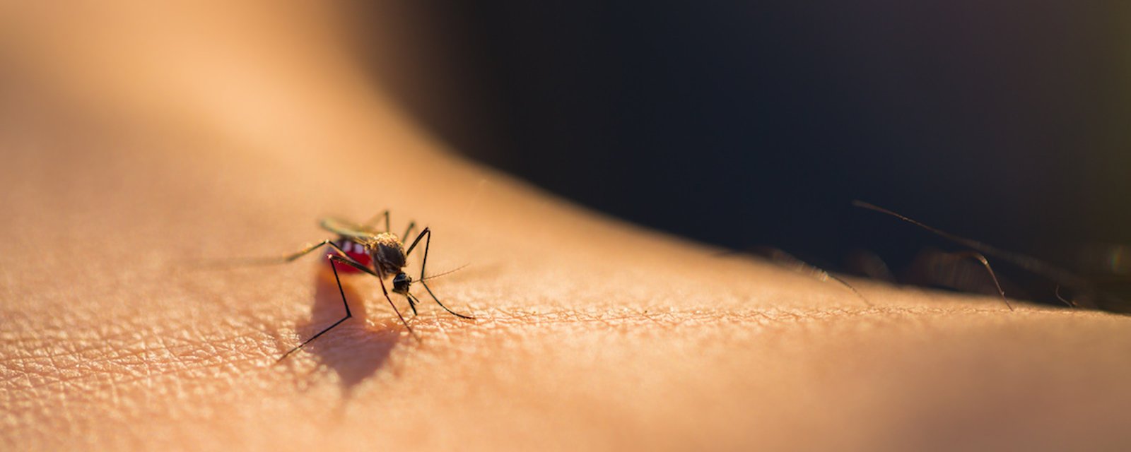 Un laboratoire aurait trouvé le moyen efficace de se débarrasser des moustiques