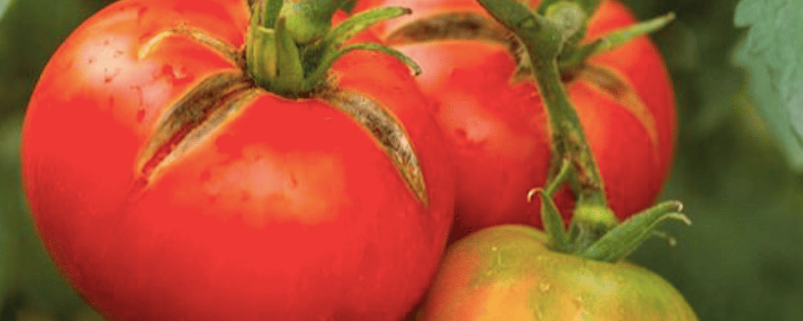 Pourquoi vos tomates se fendent +  3 conseils pour empêcher ça