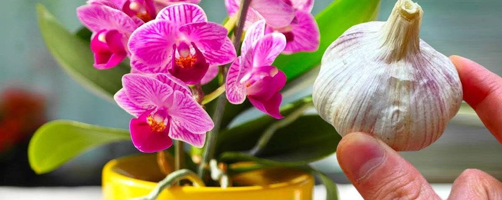 Le truc de l’ail pour faire refleurir une orchidée