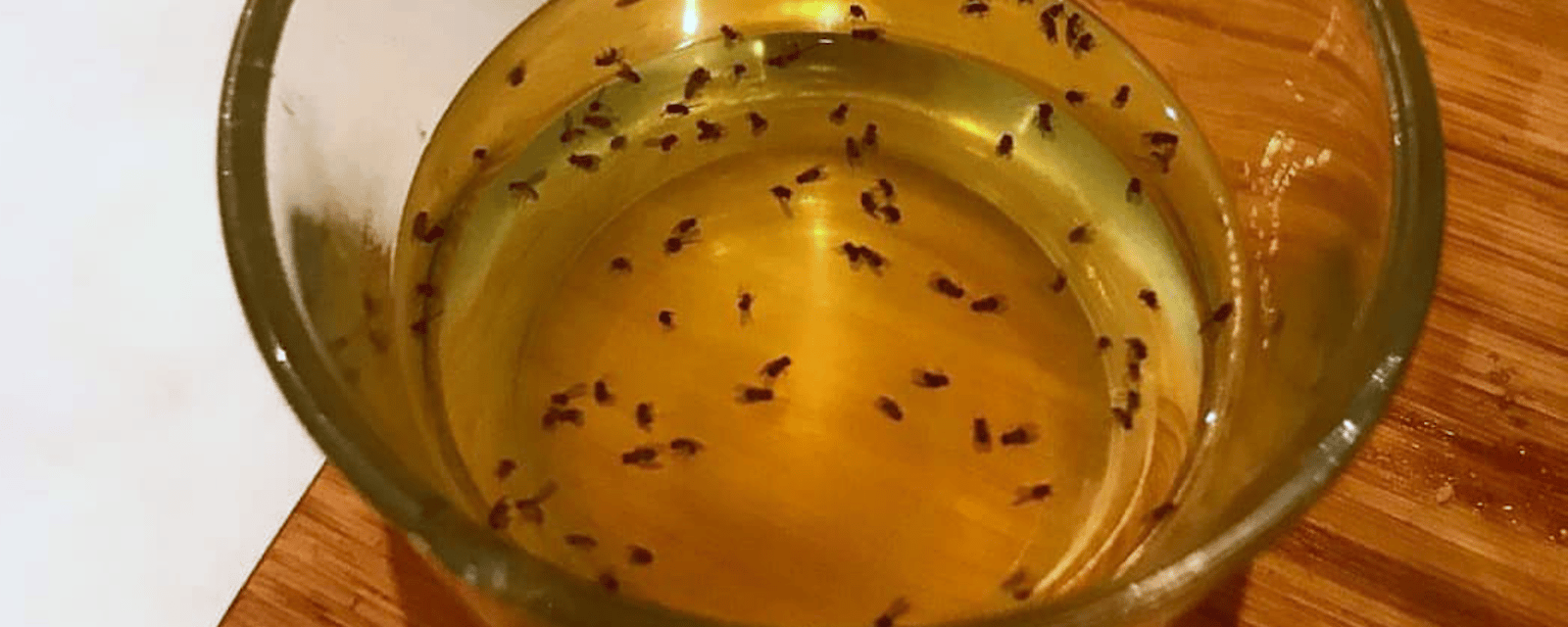 Un piège facile et efficace pour les mouches à fruits
