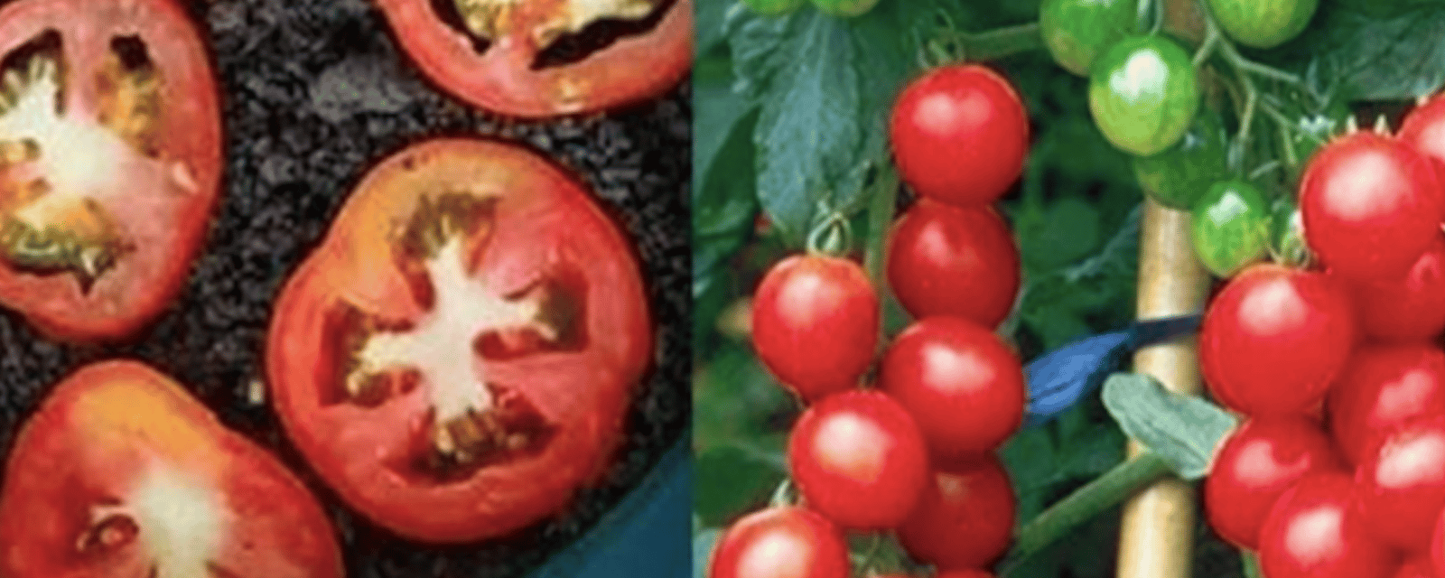 Comment cultiver des plans de tomates à partir de tranches de tomates