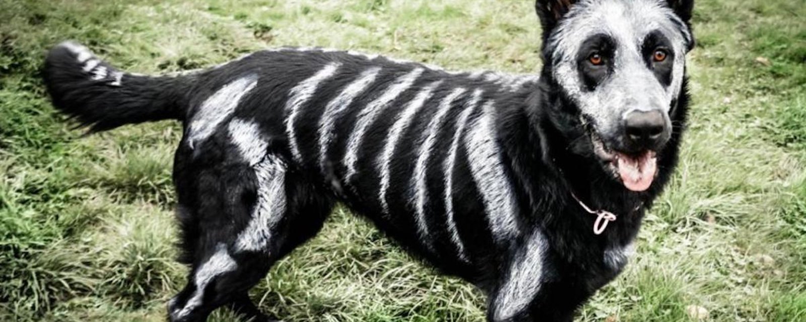 20 déguisements d'Halloween... pour chiens!