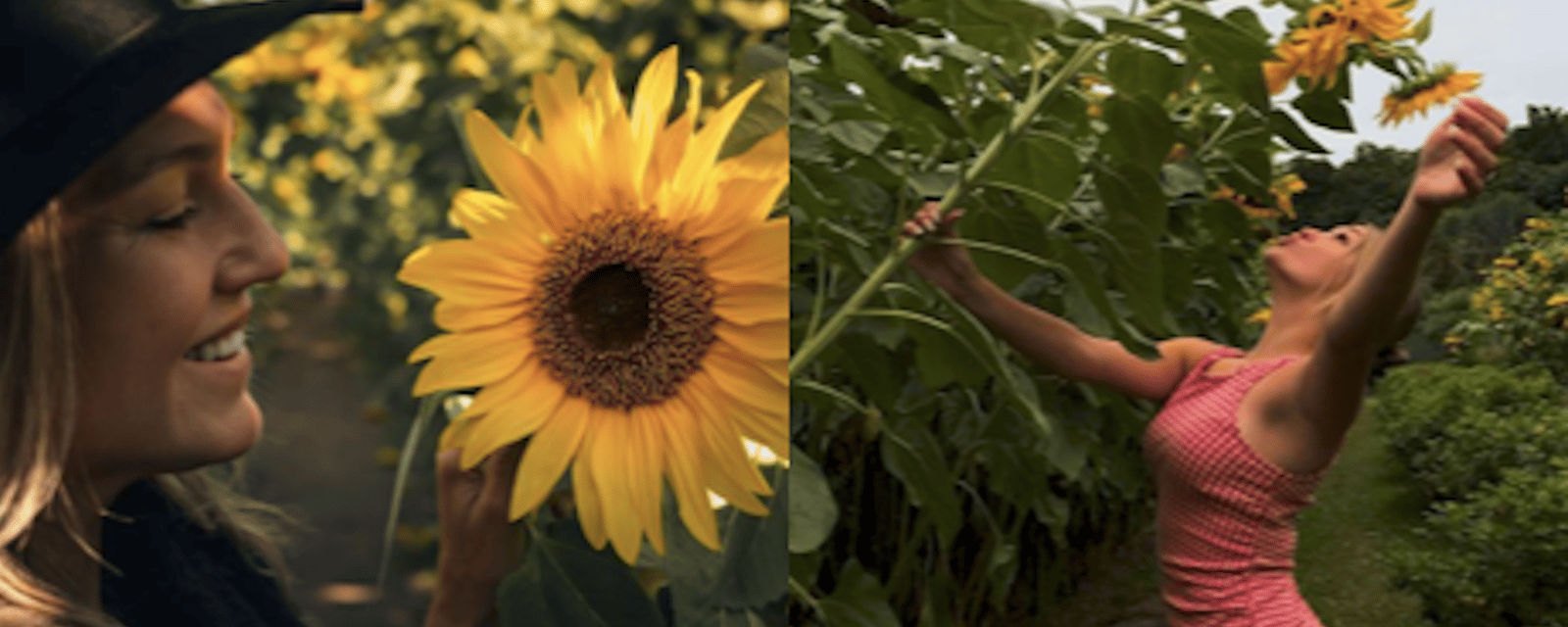 Une visite gratuite d’un champ de tournesols géants pour terminer l’été