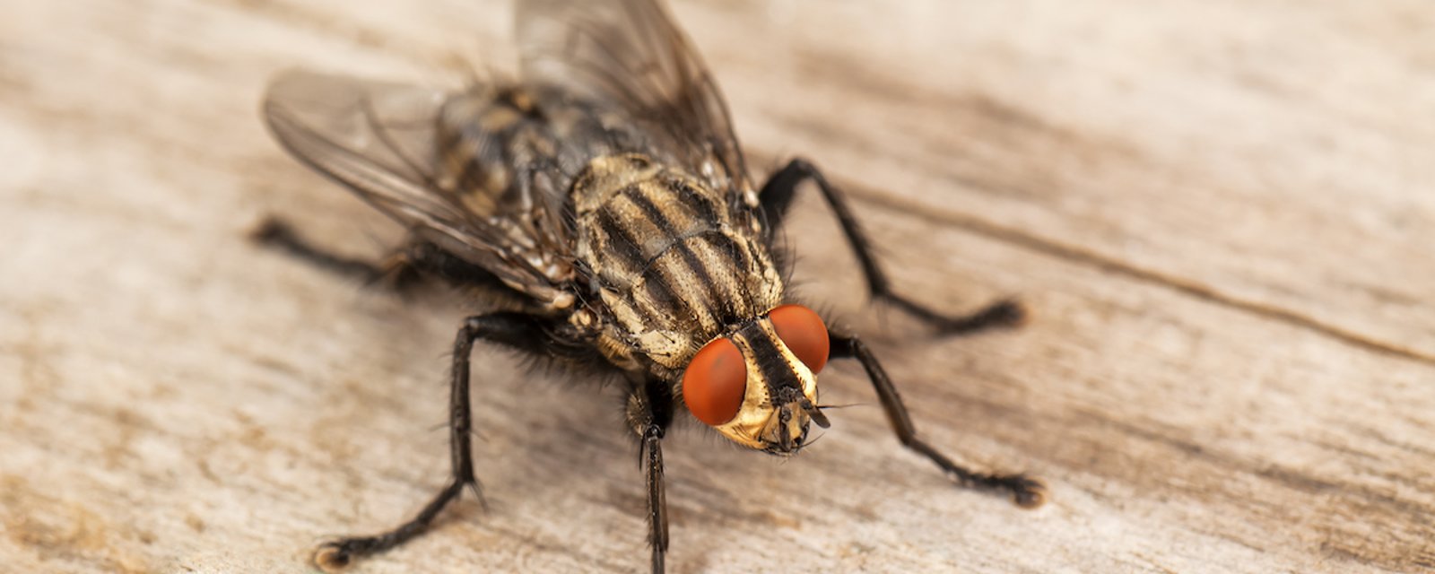 5 astuces pour garder les mouches au loin lors de votre prochain repas dehors