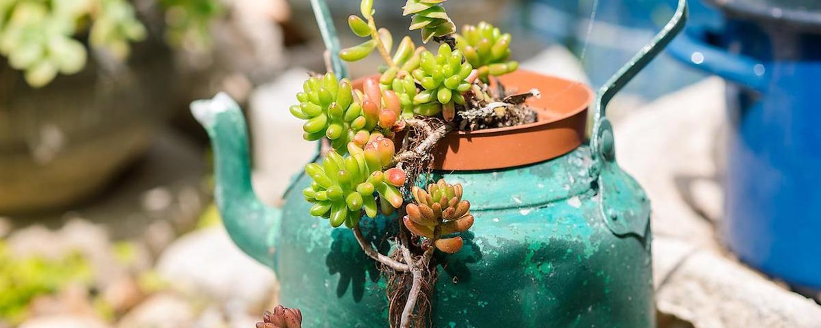 13 jardinières pour succulentes qui sortent de l'ordinaire 