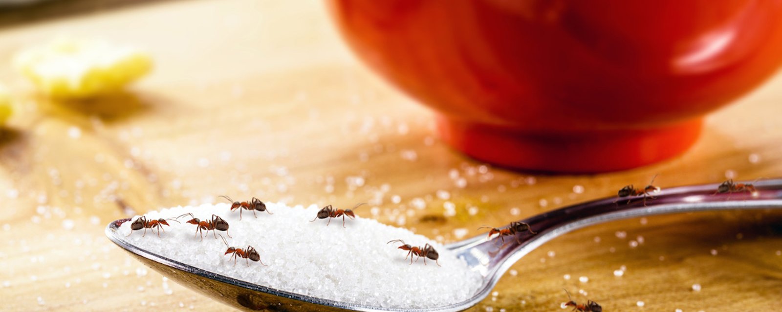 6 façons naturelle pour empêcher les fourmis de vous envahir