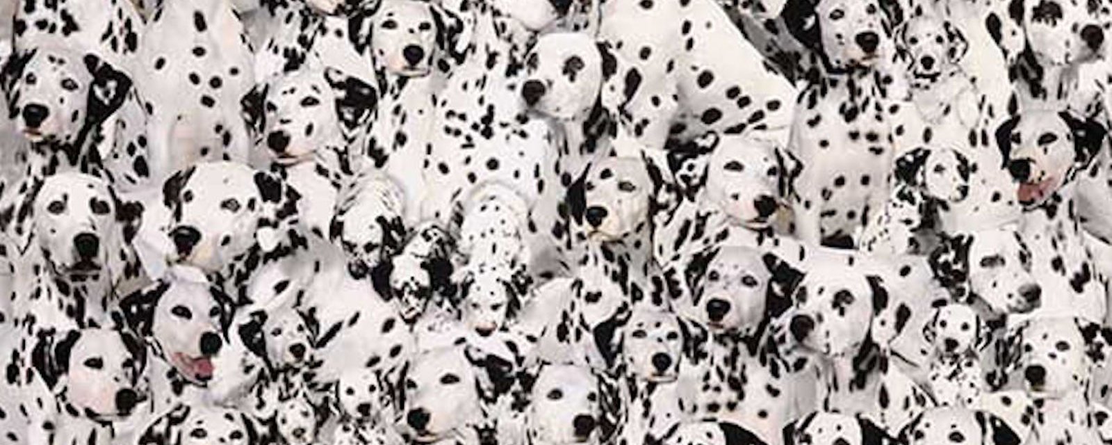 Ce casse-tête dalmatiens  est un défi cérébral ultime et il rend les gens fous