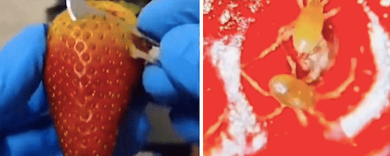 Les gens sont dégoûtés après avoir vu des images d'insectes qui se retrouvent dans les fraises