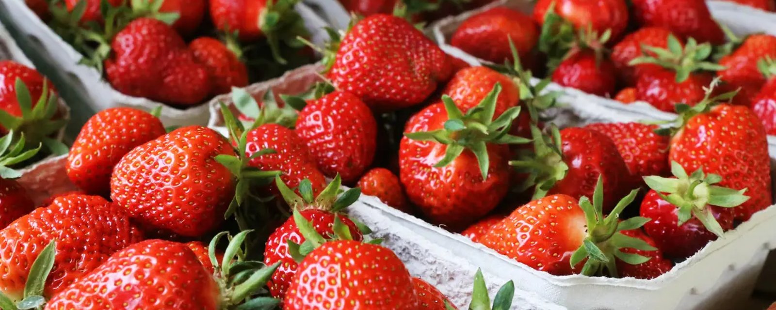 Les fraises du Québec seront enfin disponibles pendant toute l'année 