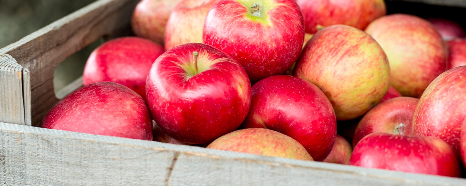 On se dirige vers une saison historique pour les pommes du Québec 