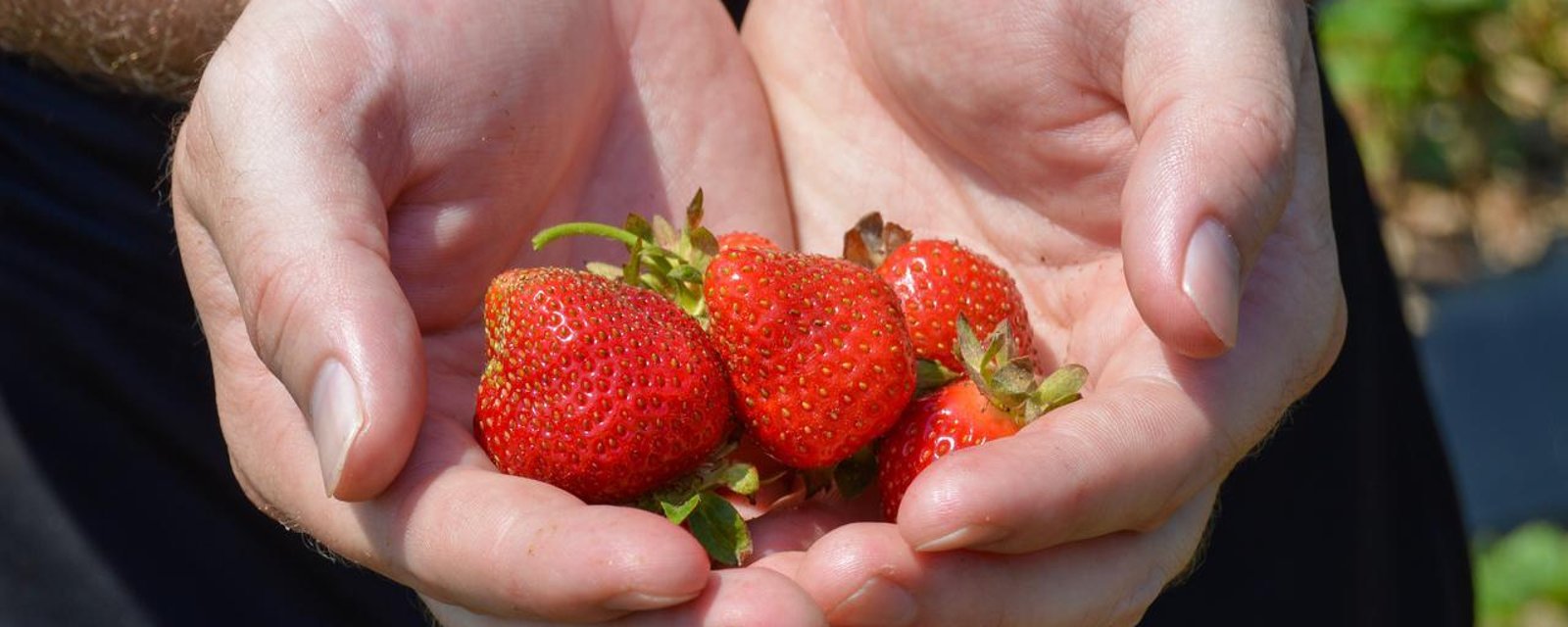 Les producteurs de fraises du Québec aux prises avec un grave problème