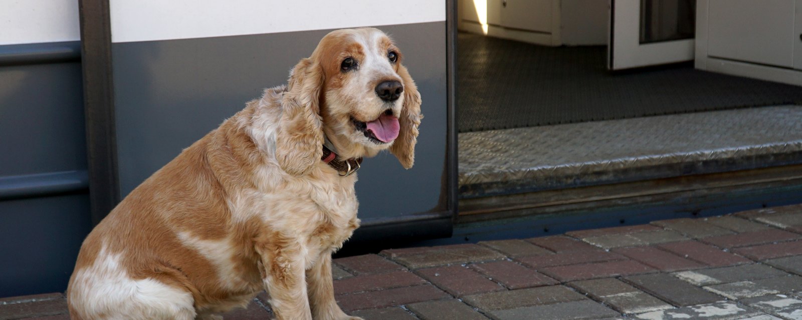 Les chiens seront bientôt acceptés dans le métro