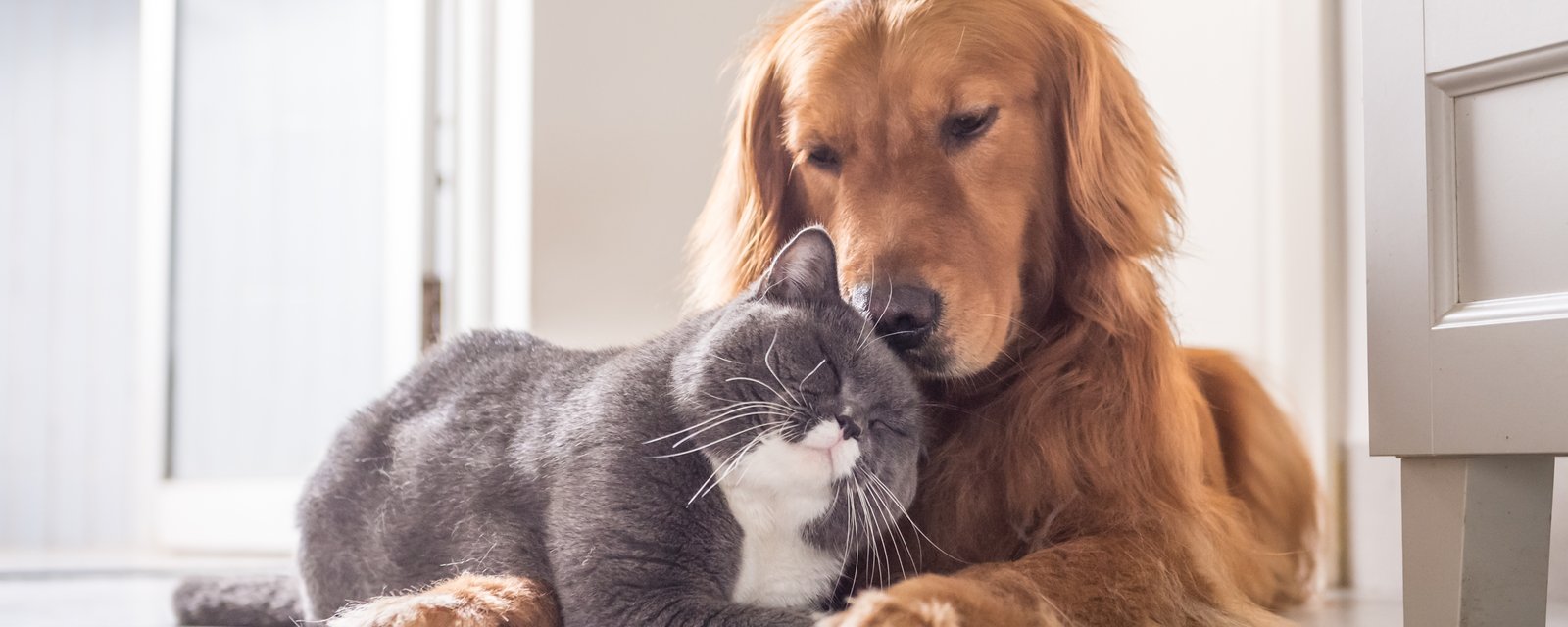 Bientôt un contrat de garde d'animaux si vous vous séparez de votre conjoint ?