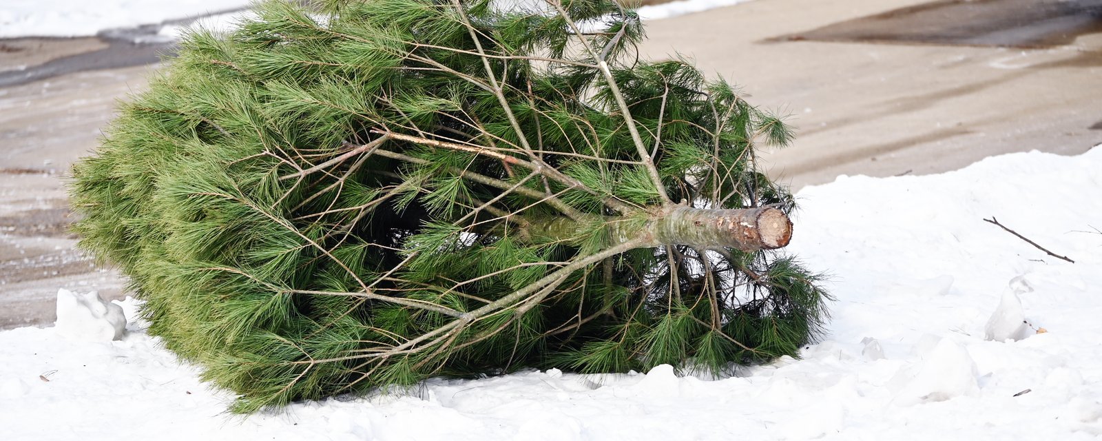 Vous pourriez écoper d'une contravention en vous débarrassant de votre sapin de Noël