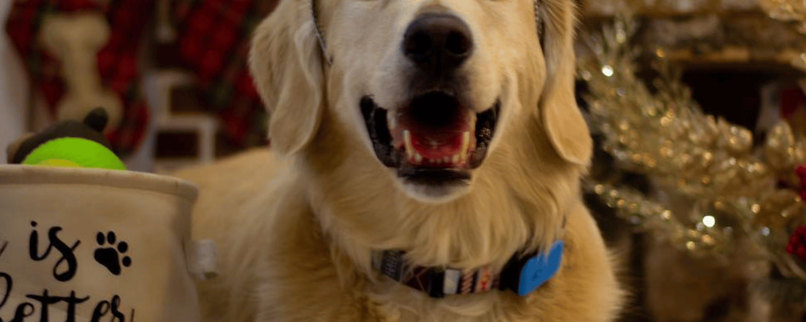 Vous pourrez vérifier l'état de santé de votre chien avec un nouveau collier connecté