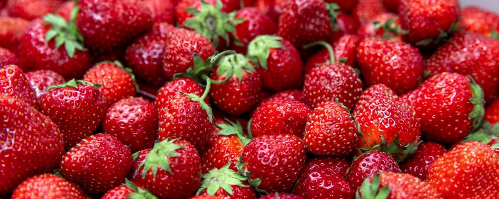 Mauvaise nouvelle pour les amateurs de fraises du Québec 