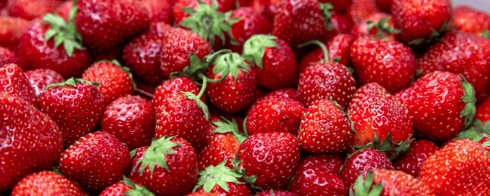 Bientôt des fraises du Québec disponibles durant toute l'année