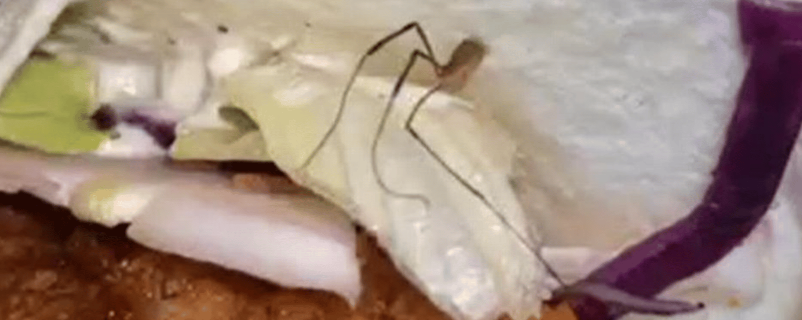 Un client de PFK furieux après avoir découvert une araignée dans son sandwich