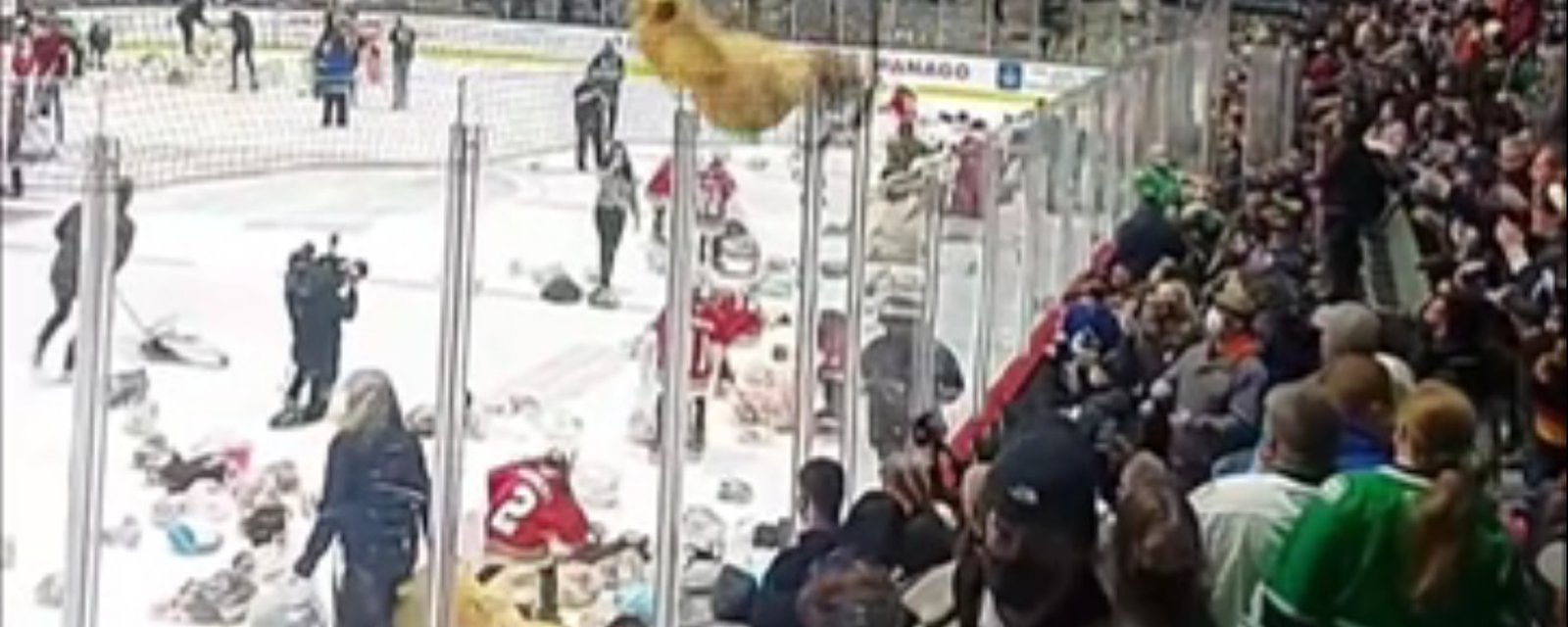 Young lady flattened by giant teddy bear during annual teddy bear toss.