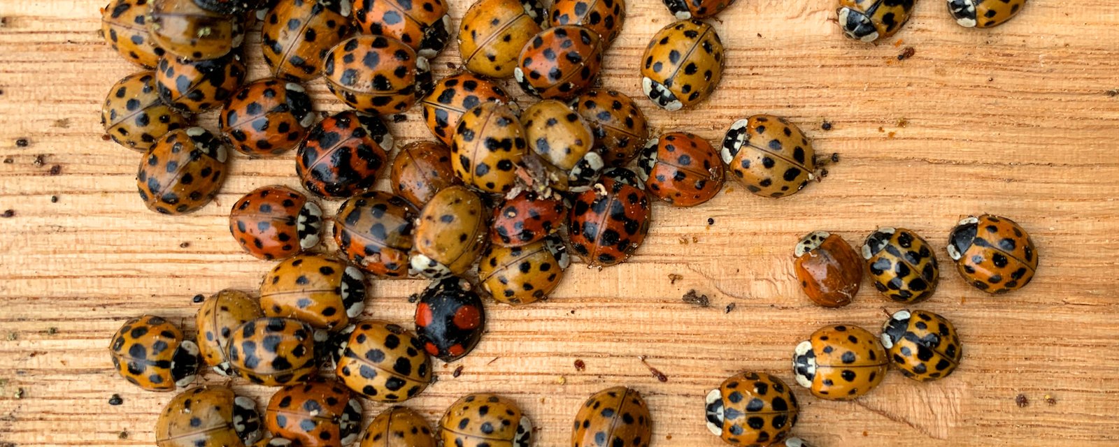 Les coccinelles sont très nombreuses cette année, or il ne faut surtout pas les tuer.