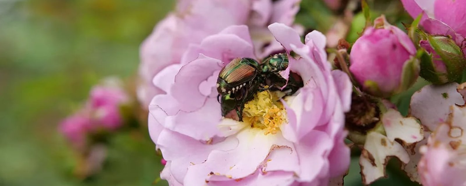 Vous avez des scarabées japonais? Cinq plantes à éviter et leurs alternatives pour votre jardin