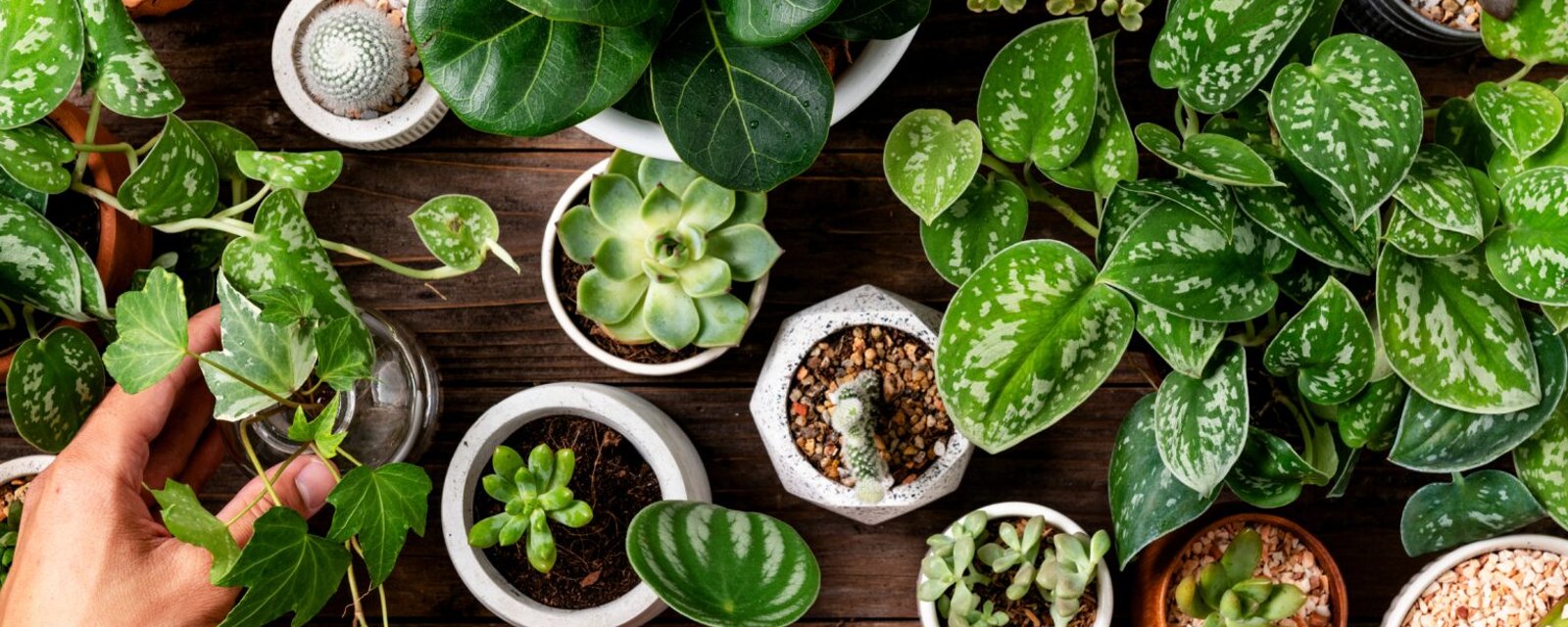 10 plantes incontournables pour assainir l'air de votre intérieur