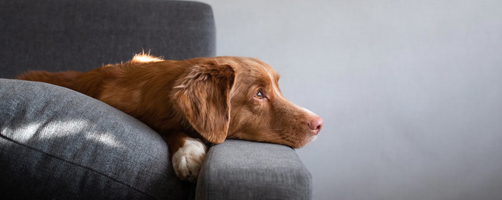 Elle réclame que les logements au Québec soient plus nombreux à accepter les chiens