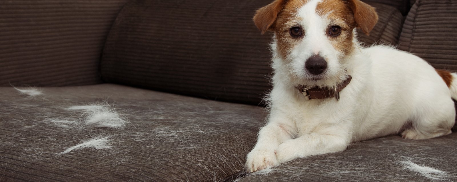 La SPCA souhaite rendre illégal d'interdire les animaux dans les appartements au Québec