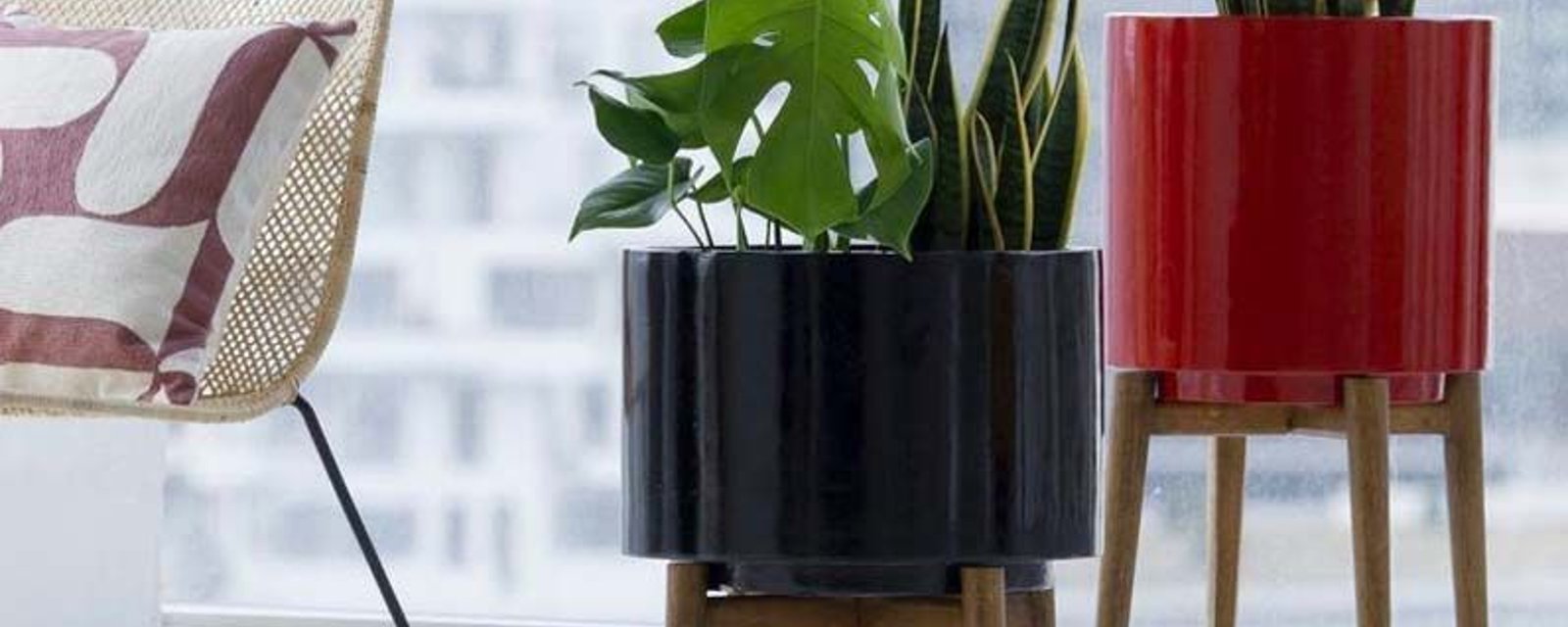 10 plantes pour les personnes qui n’ont pas le pouce vert