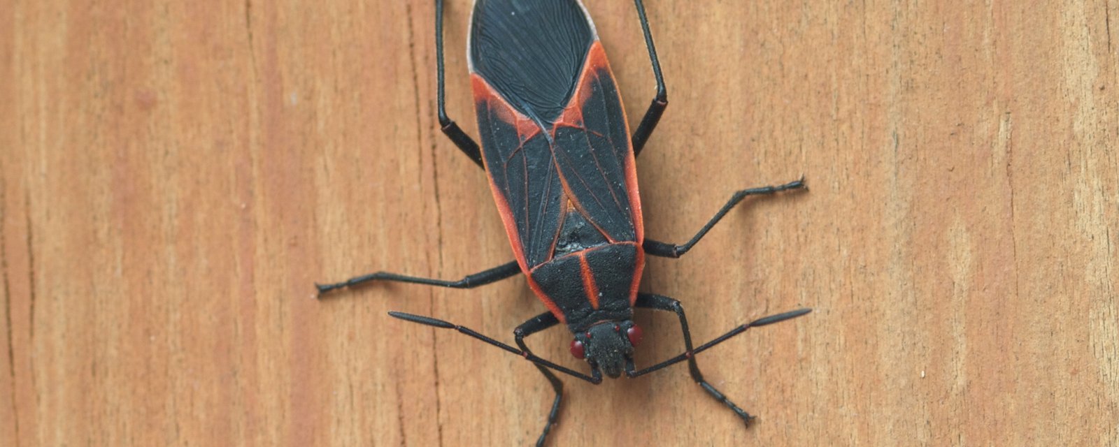 N'écrasez surtout pas cet insecte si vous en apercevez dans votre maison