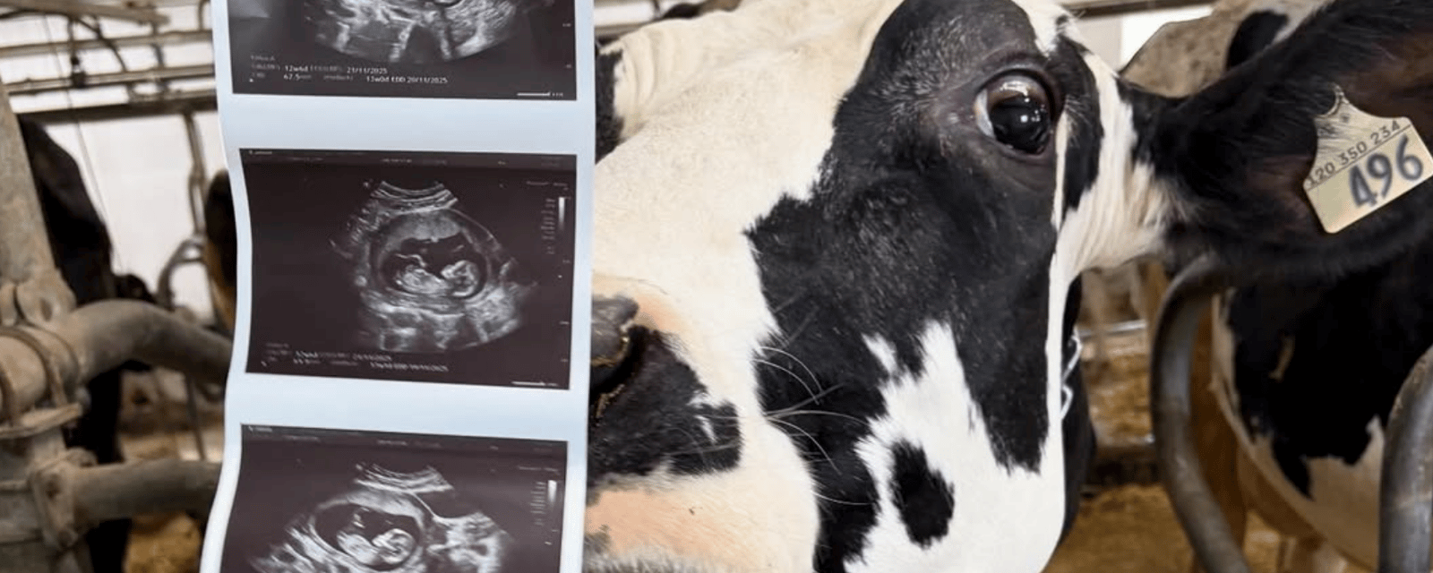 La grande famille de L’amour est dans le pré s’agrandit encore : Un 39e bébé est en route !