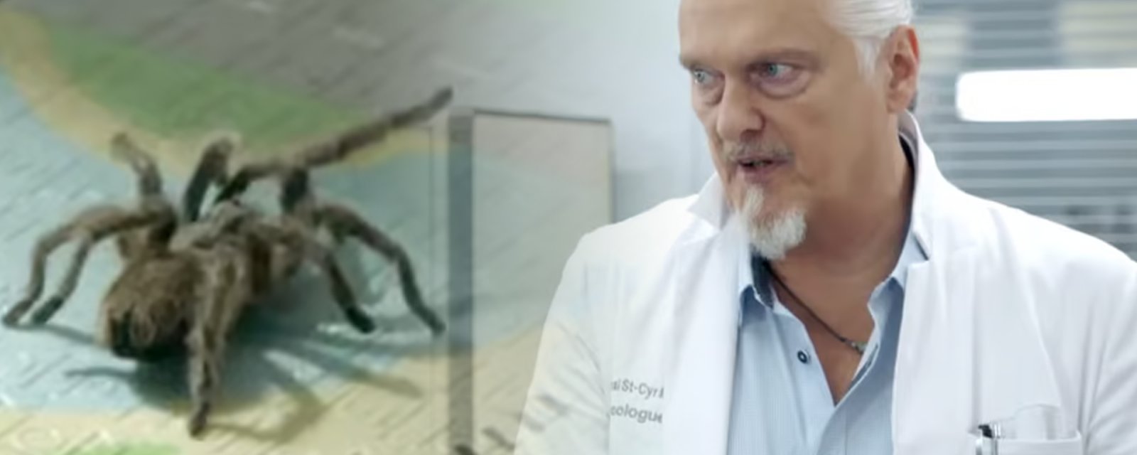 Nous avons trois théories concernant la fameuse araignée disparue dans STAT