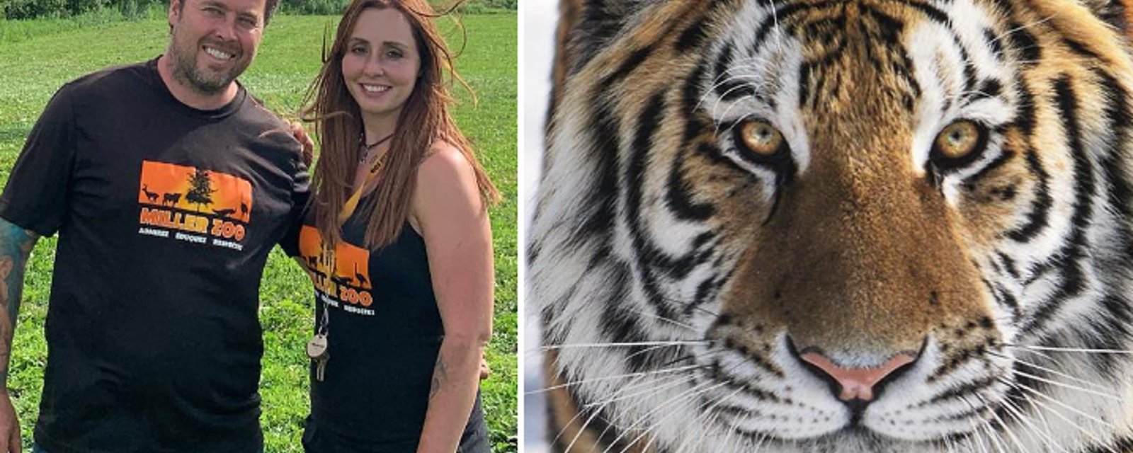 Le Miller Zoo fait toute une surprise à sa tigresse Sheira