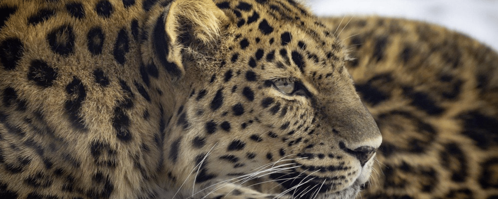 Le Zoo de Granby annonce que sa doyenne s'est éteinte à l'âge de 19 ans