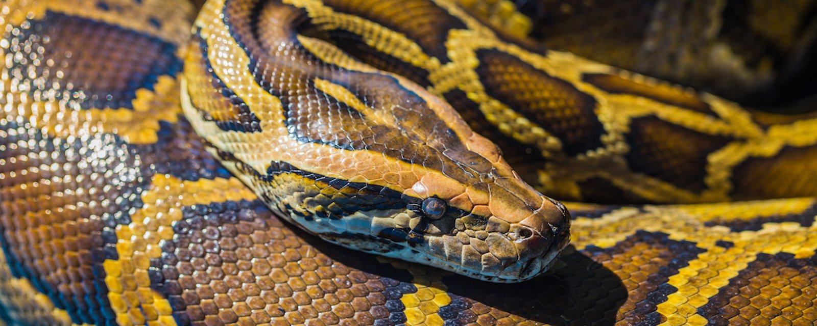 La viande de serpent pourrait être la solution pour sauver la planète