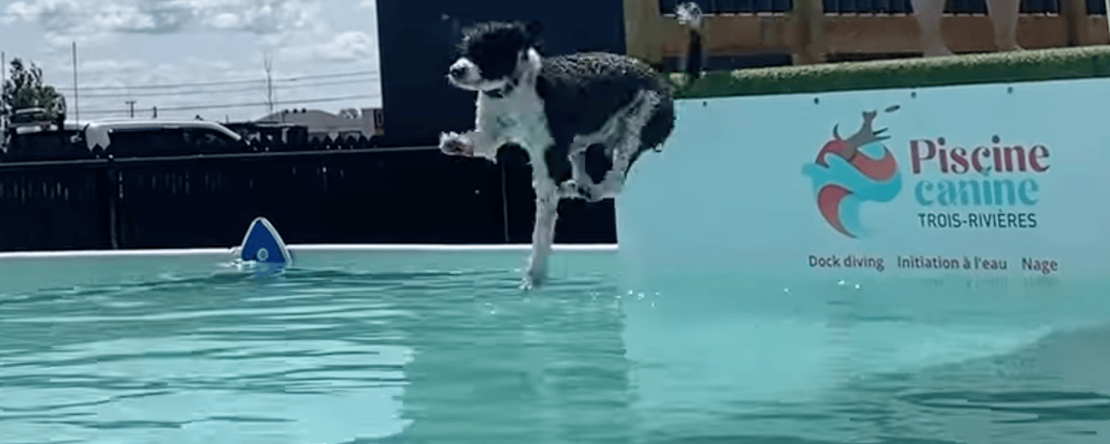 La première piscine pour chiens vient d'ouvrir au Québec