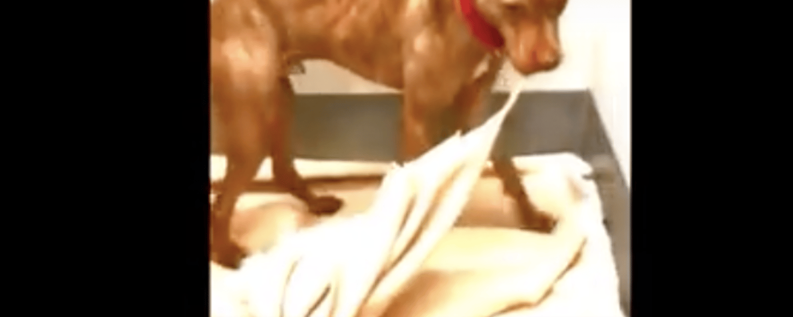 Vidéo: Ce chien de refuge mal-aimé a décidé de faire son lit lui-même