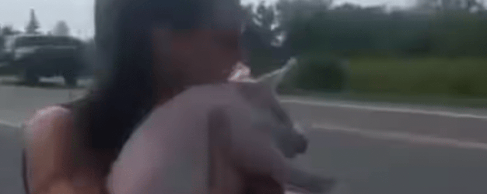 Une Québécoise s'arrête sur le bord d'une route pour sauver un cochon tombé d'un camion