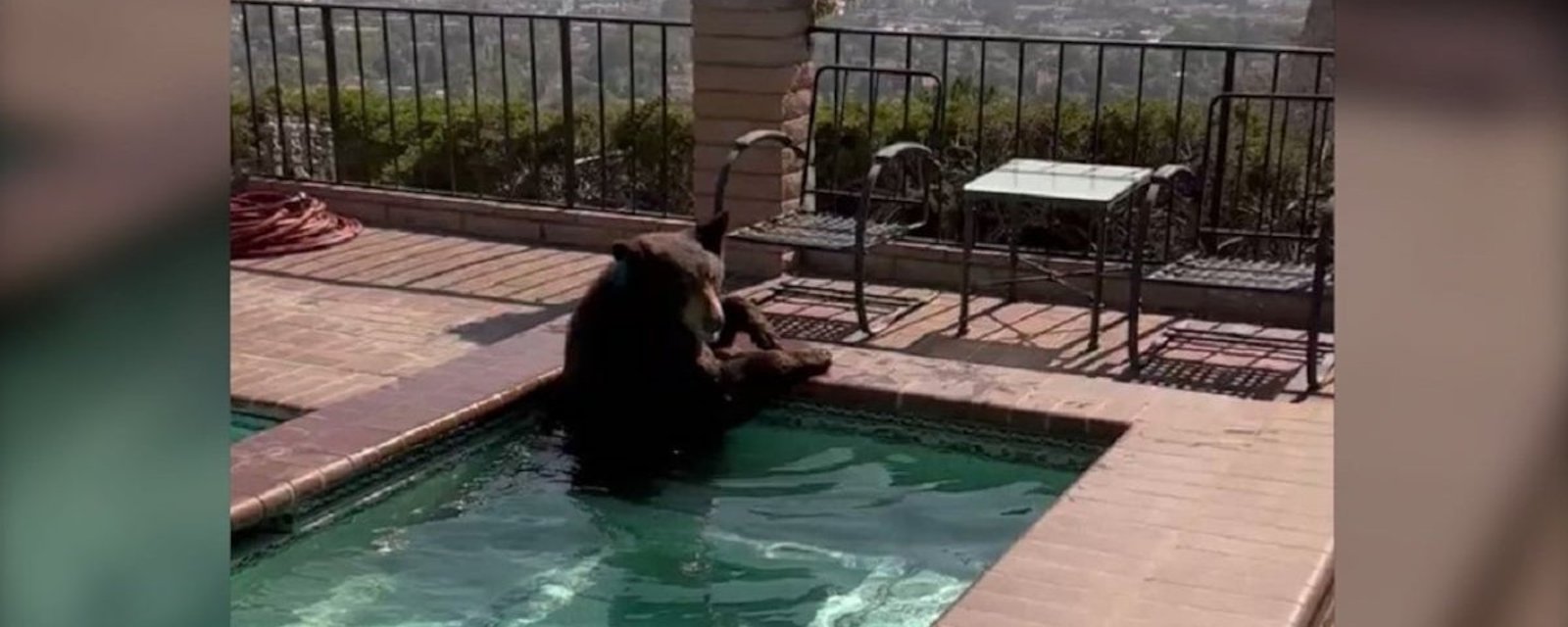 Un ours s’est offert une petite pause… dans un jacuzzi!