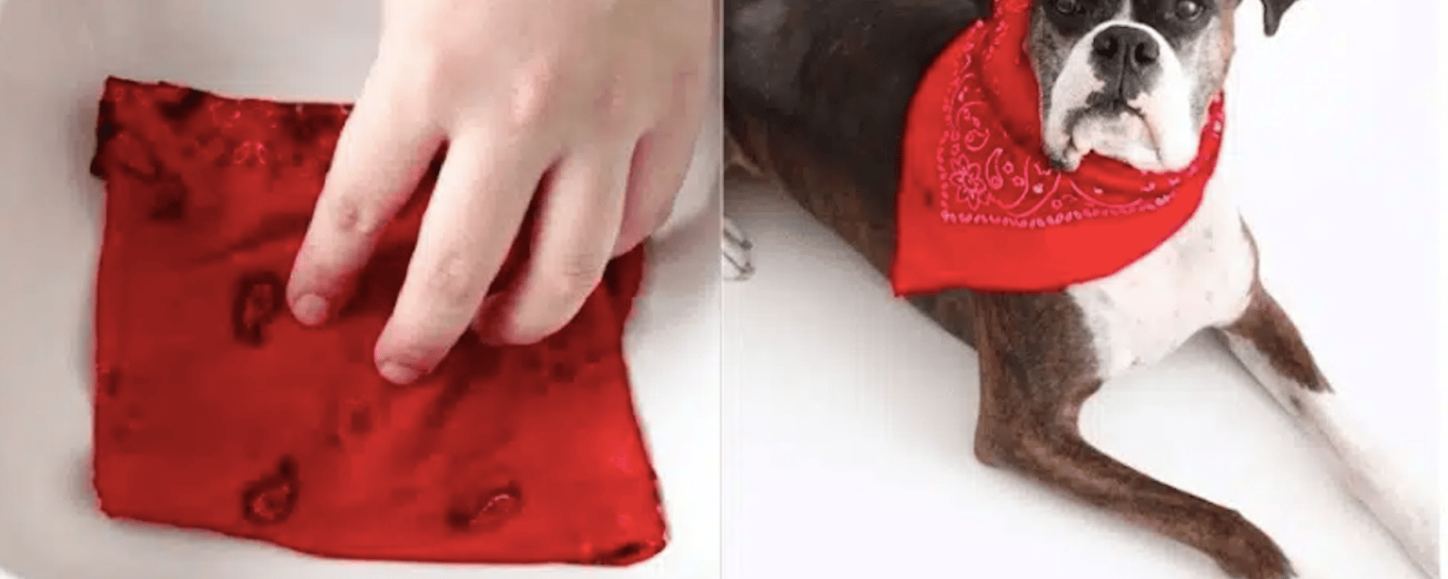 Comment fabriquer un adorable bandana antipuces  pour un chien