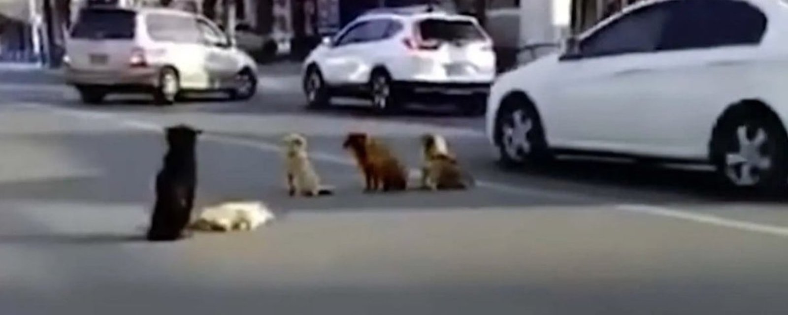 Des chiens ont bloqué la circulation pour protéger un des leurs victimes d'un accident 
