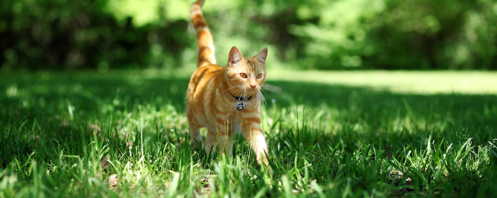 Combien de kilomètres un chat perdu peut-il parcourir 