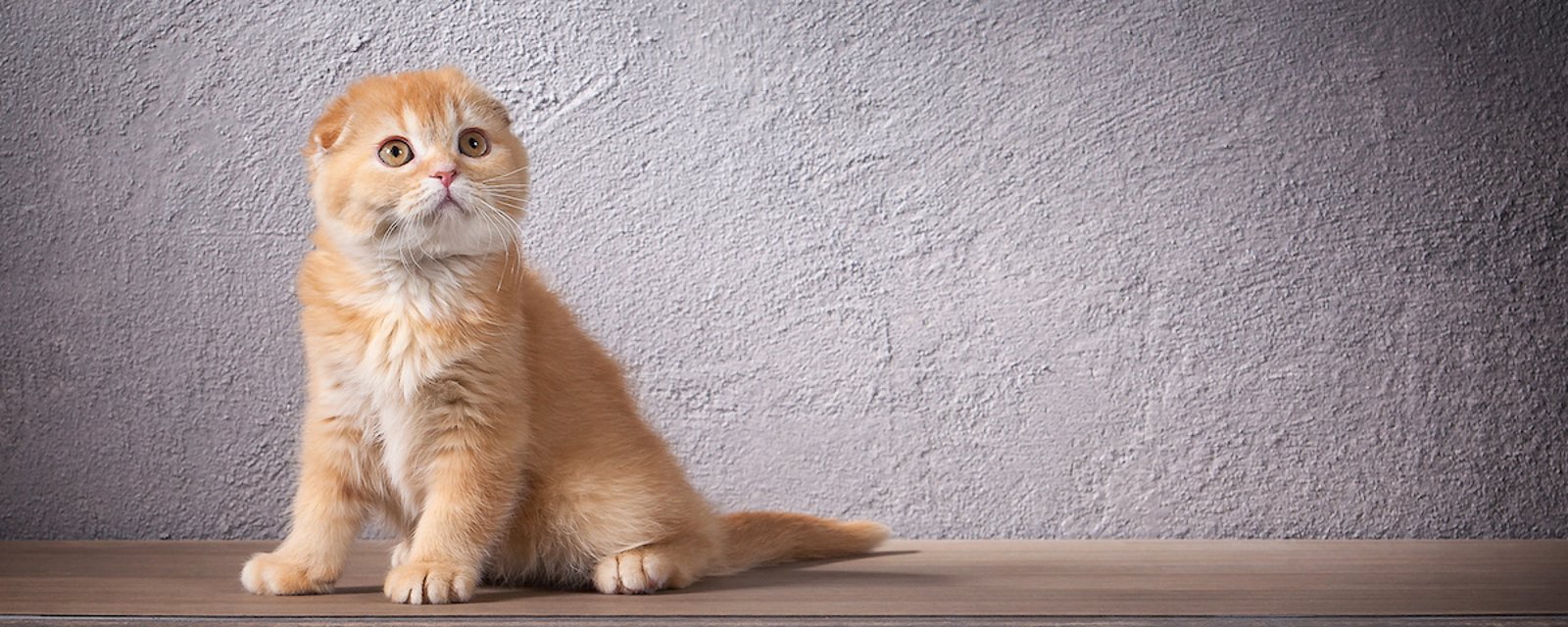 Une vétérinaire dénonce l’utilisation de certains chats dans des photos et vidéos publicitaires