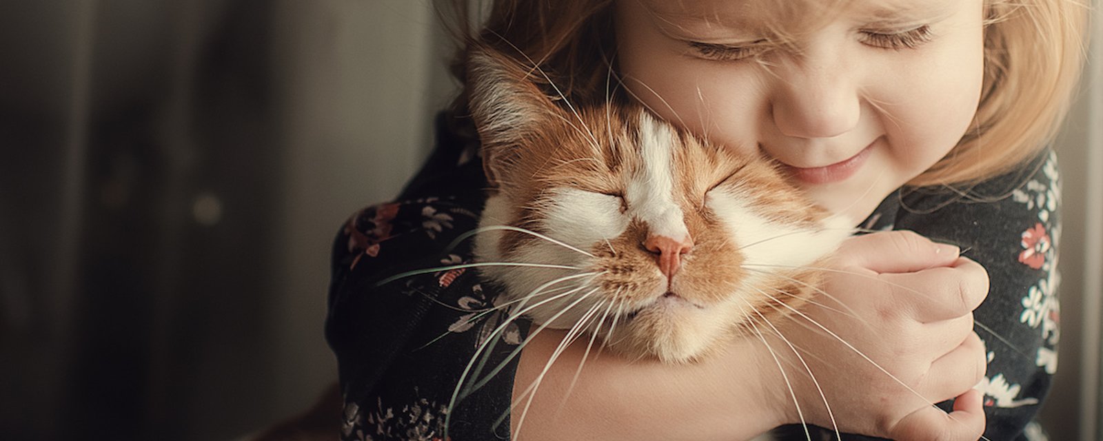 Les 8 races de chats qui vous donneront le plus d'affection 