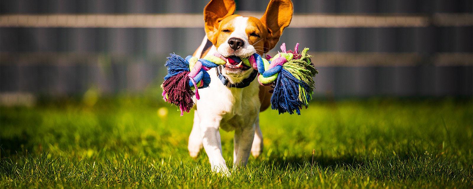 Les 5 meilleurs jouets pour chien pour les activités de plein air