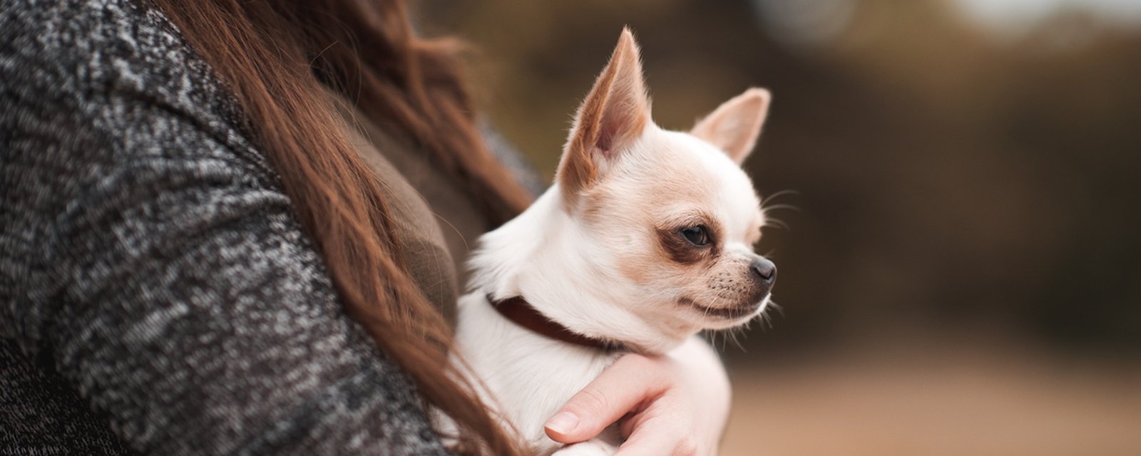 10 races de petits chiens qui font fondre le coeur