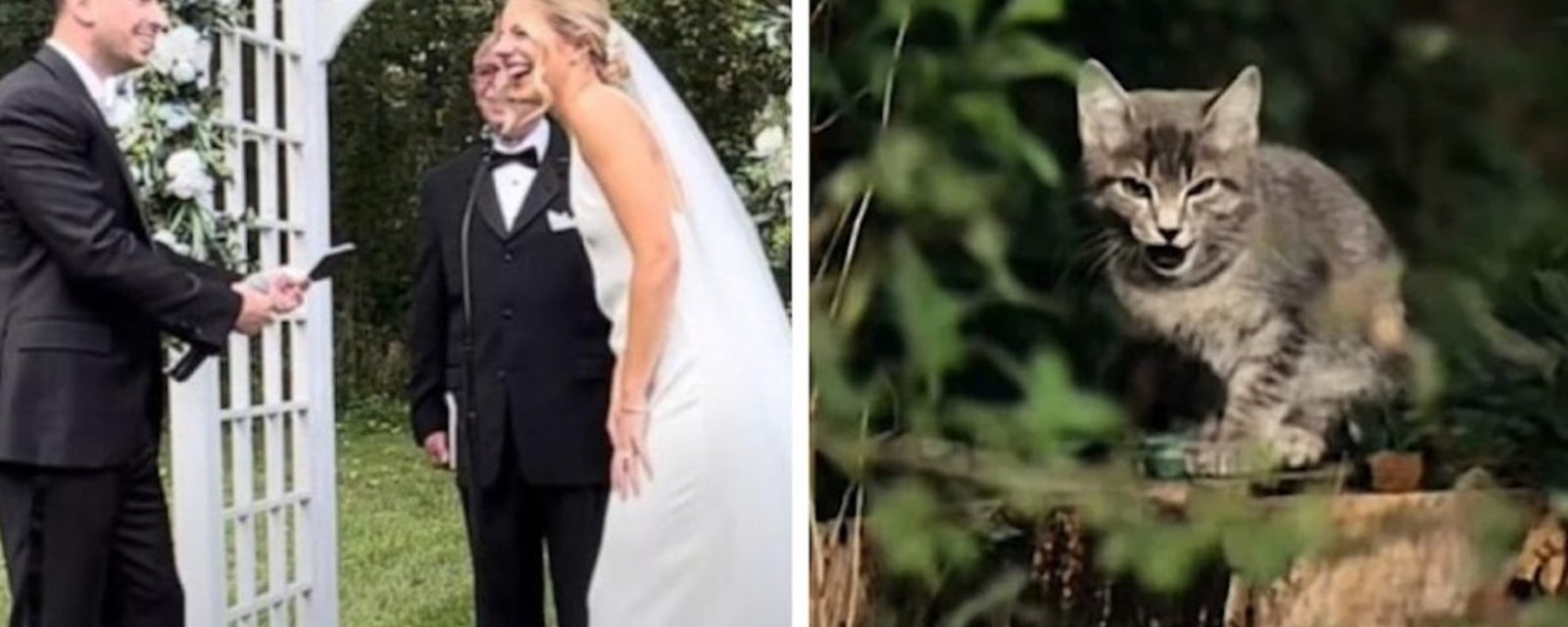 Vidéo: Un chaton s’invite à un mariage et fait rire toute l’assemblée